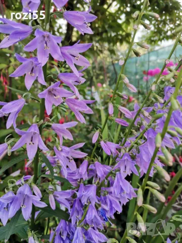 Продавам многогодишни студоустойчиви цветя от моята градина на гол корен., снимка 11 - Градински цветя и растения - 49873504