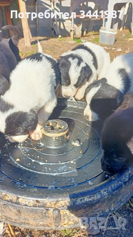 Каракачанки кучета , снимка 3 - Каракачанска овчарка - 52521908