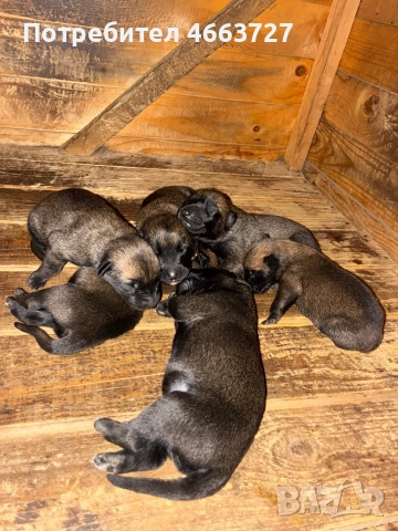 Продавам Белгийски овчарки, снимка 14 - Белгийска овчарка - 52579124