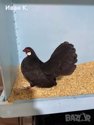 Продавам черен Розкомб., снимка 11 - Кокошки и пуйки - 40147963