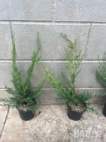 Лейландски кипарис, снимка 2 - Градински цветя и растения - 51027917