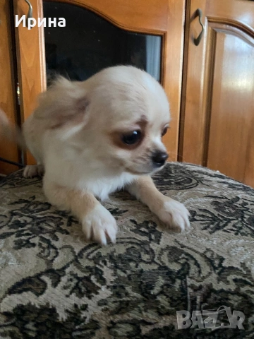 Чихуахуа  дългокосмести, снимка 9 - Чихуахуа - 52664011