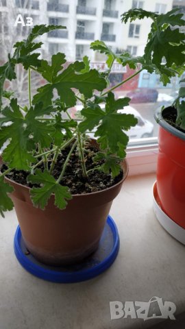 Продавам цветя Индрише (български сорт), снимка 11 - Стайни растения - 35600076