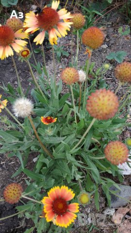 Продавам цветя Гайлардия - разсад (корен с издънки и стъбло), снимка 3 - Градински цветя и растения - 26029276