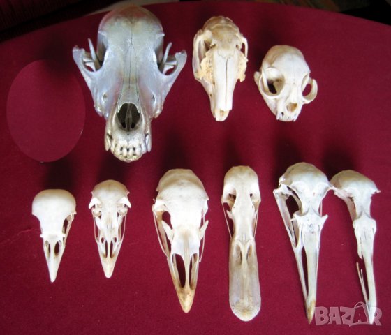 Учебно помагало по зоология, колекция от черепи, сбирка гръбначни животни , снимка 1 - Антикварни и старинни предмети - 14074952