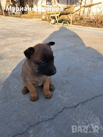 Белгийска овчарка- Малиноа, снимка 2 - Белгийска овчарка - 53195565