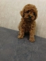 Той пудел toy poodle, снимка 5