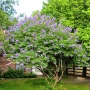 Дърво на целомъдрието (Vitex agnus castus) АВРАМОВО ДЪРВО, ВИТЕКС АГНУС КАСТУС, снимка 10