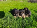 Малки Немски Овчарки, снимка 8
