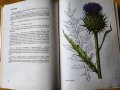 Нашите растения в лекарствата / Nase rosliny v lekarstvi, книга за билките и употребата им-на чешски, снимка 2