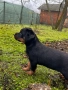 Ротвайлери ,след 2ра ваксина, снимка 1
