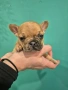 Френски булдог , снимка 6