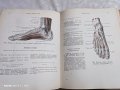 Anatomichen atlas senelnikov, снимка 1 - Антикварни и старинни предмети - 40853587
