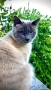 Бирмански сиамски котарак, снимка 2