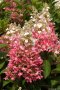 3 вида Хортензия paniculata - червена бяла и розова, снимка 8