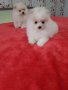 Померан померани момичета , снимка 6