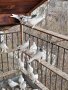 гълъби Унгарци, снимка 3