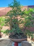 Бонсай заготовка тип гора от Бряст , снимка 18