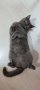 Британска късокосместа котка, снимка 1 - Британска късокосместа - 43155544