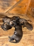Продавам Белгийски овчарки, снимка 14