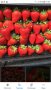 продавам расад ягоди и малини, снимка 4