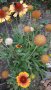 Продавам цветя Гайлардия - разсад (корен с издънки и стъбло), снимка 3