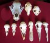Учебно помагало по зоология, колекция от черепи, сбирка гръбначни животни 