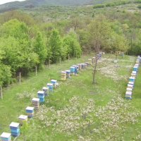 Пчелен мед от Балкана! Български пчелен мед "Горски букет", снимка 5 - Пчелни продукти - 22131468