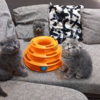 Шотландски клепоухи котенца на 2 месеца, снимка 11 - Британска късокосместа - 39100170