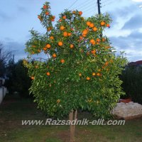 Цитруси, Лимон,Портокал,Мандарина, снимка 3 - Градински цветя и растения - 38282369