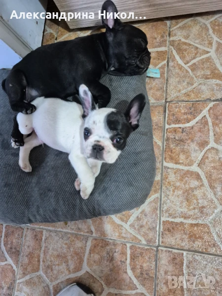 Френски булдочета, снимка 1