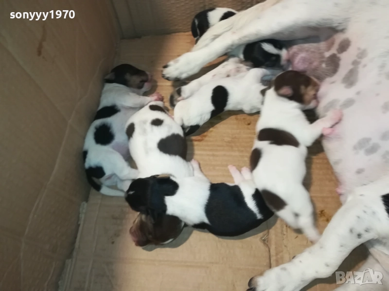 ДЖАК РЪСЕЛ БЕБЕТА-УНИКАЛНИ СЛАДУРИ 250ЛВ ЗА ЕДНО 3108251853, снимка 1