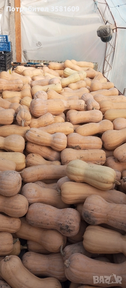 продавам тикви , снимка 1