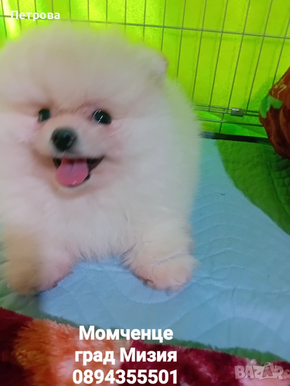 Мини померанчета момченца, снимка 1