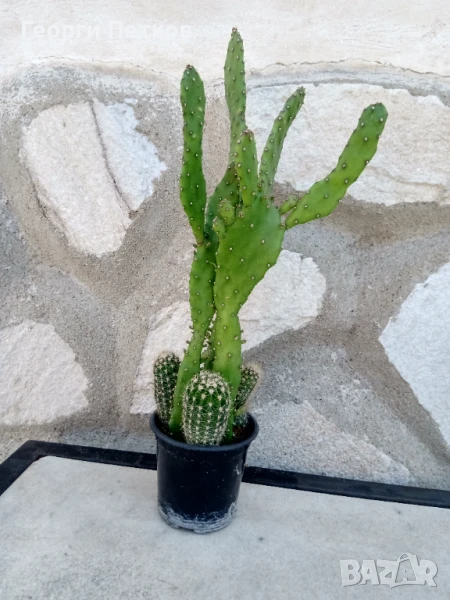Кактуси в саксийка-около 40 см., снимка 1