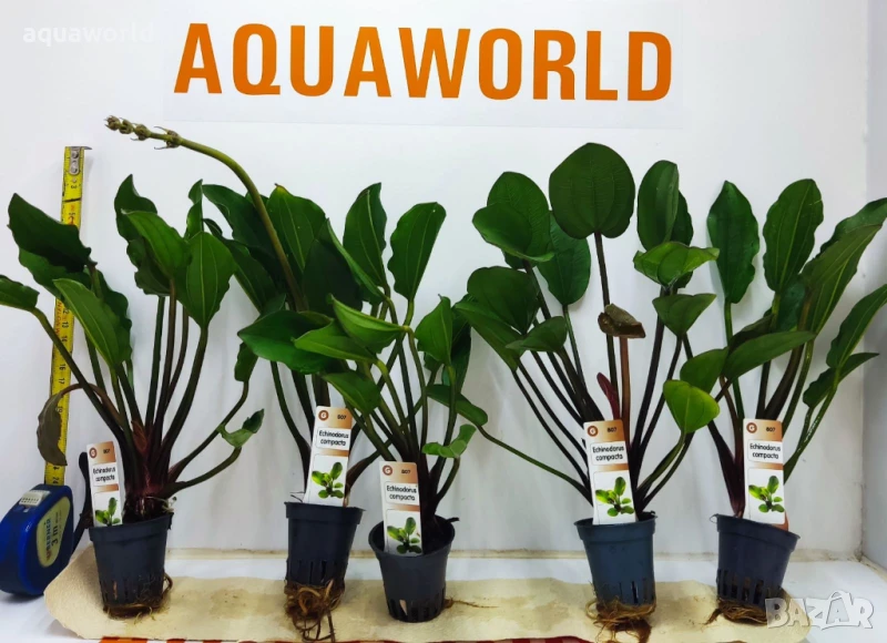 "Безплатна доставка" Echinodorus Compacta / Ехинодорус Компакта , снимка 1