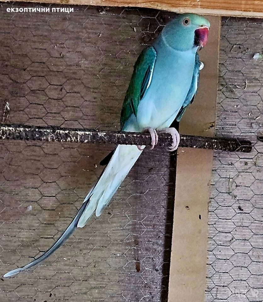 Продавам двойка Александри , снимка 1