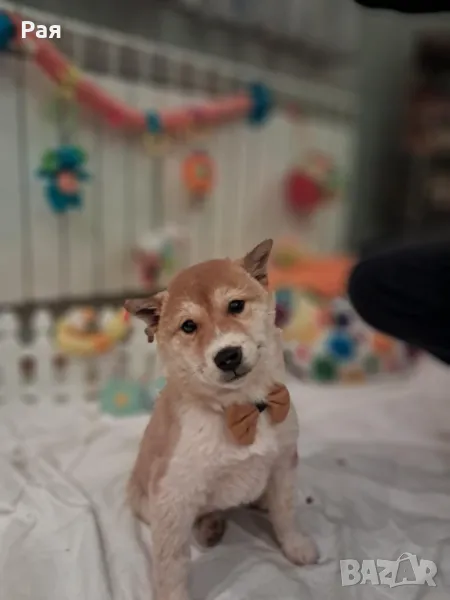 Шиба ину , снимка 1