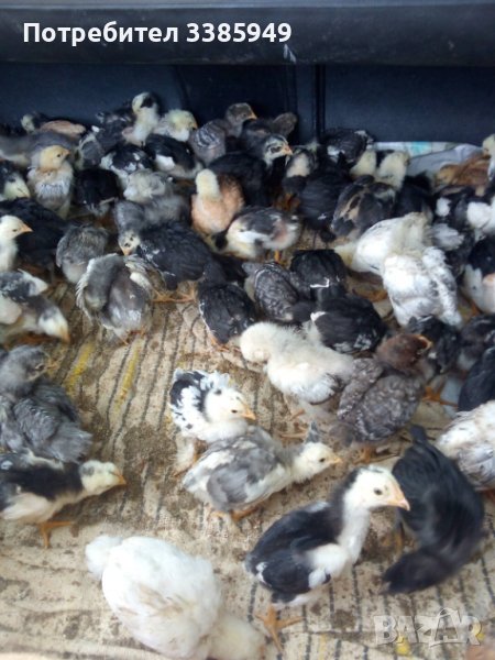  Пилета, гъски, патици, пуйки, копринки, снимка 1