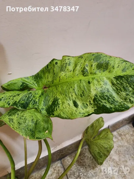 Philodendron Paraiso Varde Variegata, снимка 1