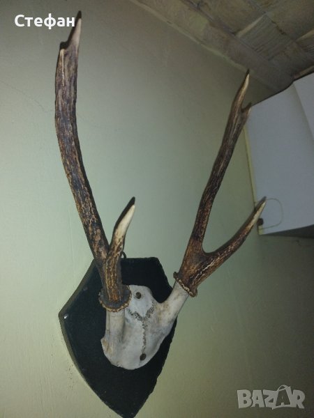 Еленови рога., снимка 1