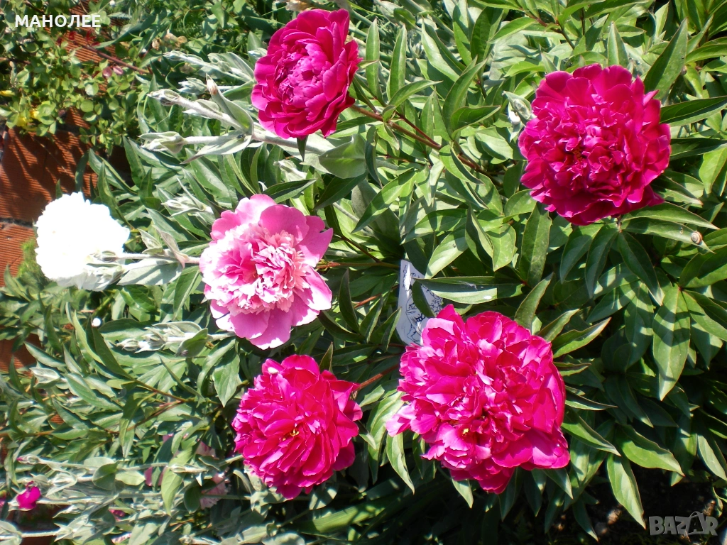 🪷🪷🪷💐Божур🪷💐🪷💐, снимка 1