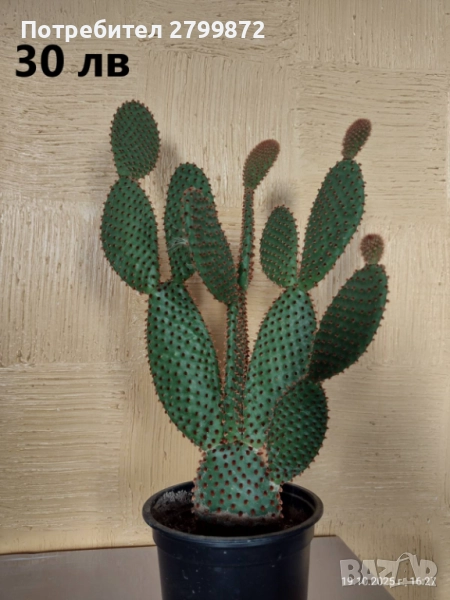 Опунция микродазис, Ешеверия, Граптопеталум, снимка 1