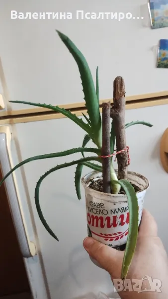 Алое арботесценс, снимка 1