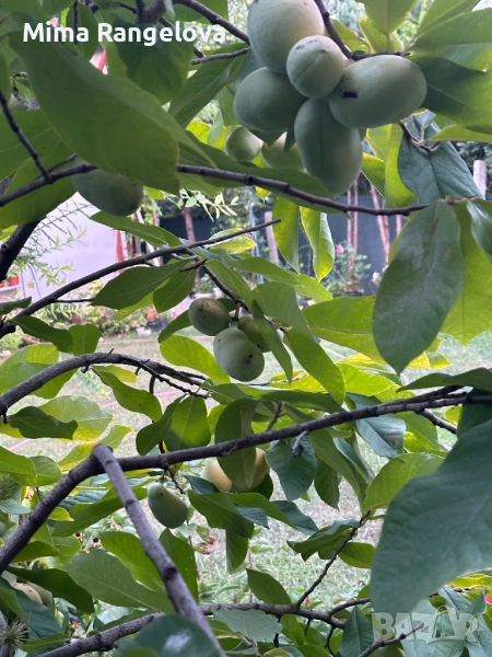 Асимина трилоба, снимка 1