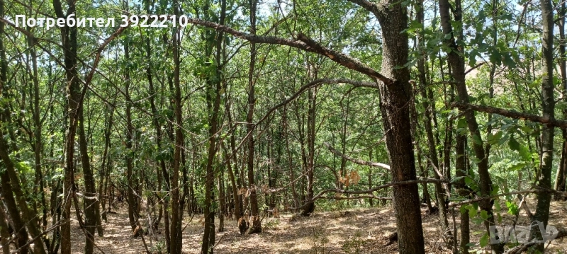 Продавам 100дка гора , снимка 1