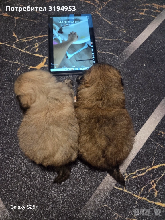 Пекинез, снимка 1