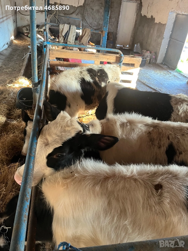 Черно шарени телета , снимка 1
