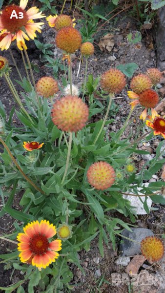 Продавам цветя Гайлардия - разсад (корен с издънки и стъбло), снимка 1