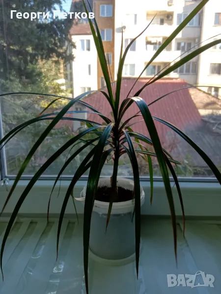 Драцена Маргината / Dracaena marginata. , снимка 1